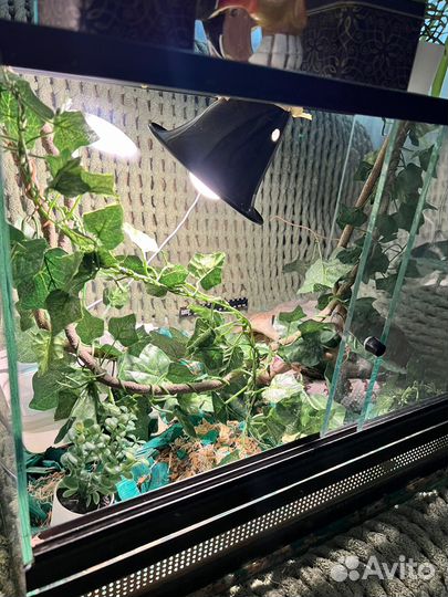 Маисовый полоз с террариумом