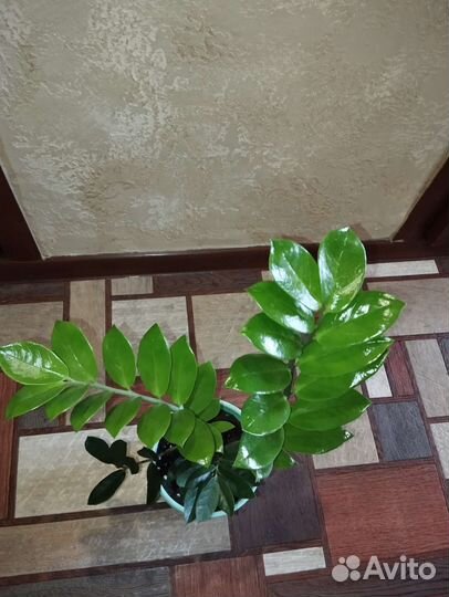 Замиокулькас