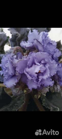 Фиалка сортовая