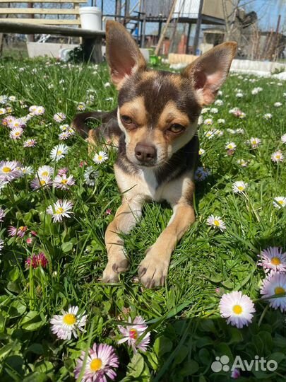 Вязка) чихуа-хуа