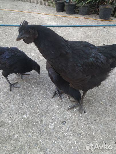 Цыплята Ухейилюй