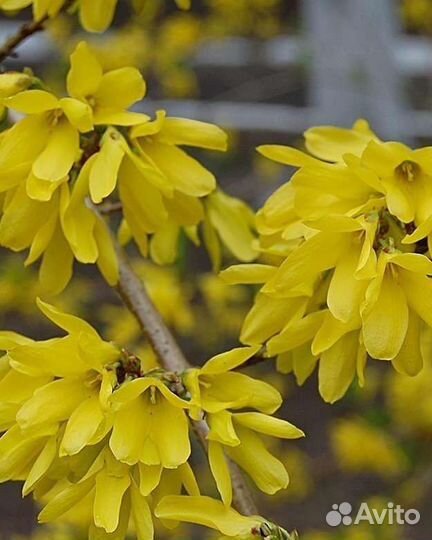 Форзиция саженцы