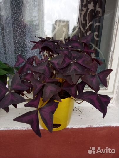 Продам цветы комнатные