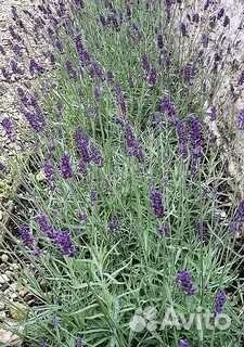 Лаванда узколистная
