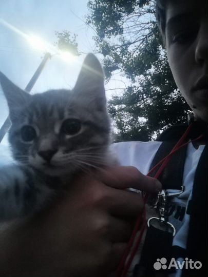 Продаю кошку