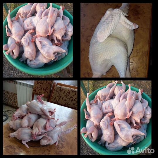 Домашнее мясо птицы