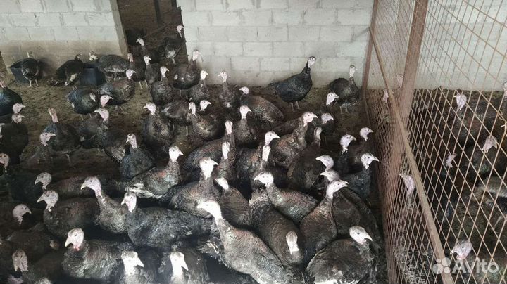 Инкубационное яйцо индейки опт
