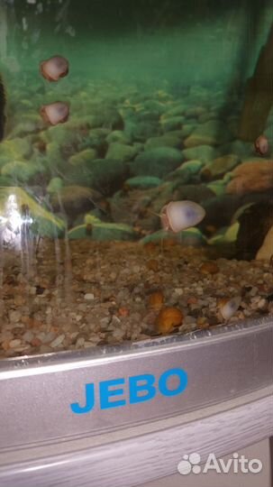 Аквариумное растение.роголисник улитки ампулярия