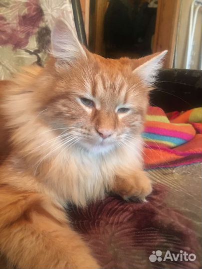 Курильский бобтейл