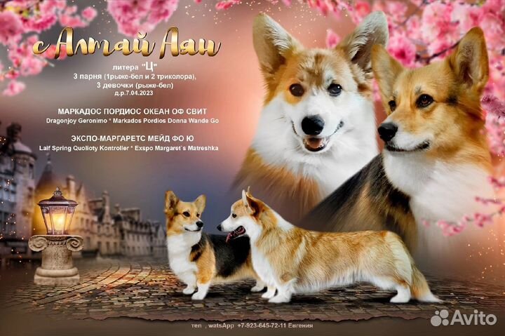 Корги детки