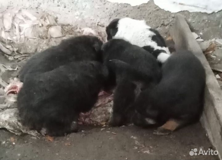 Щенки