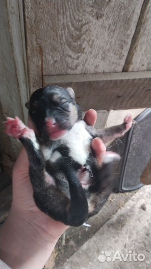 Щенята, в добрые руки