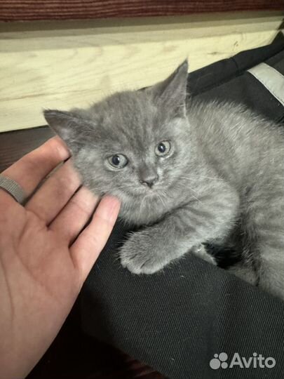 Кошечка от родителей шотландской породы
