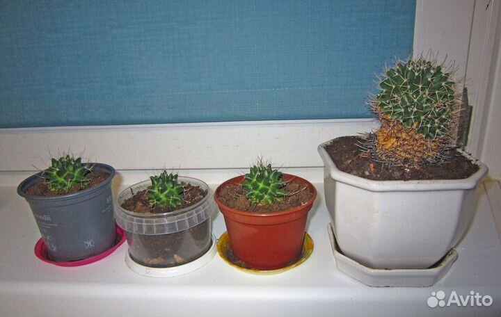 Обновлено 2023) Цветущий Кактус Mammillaria