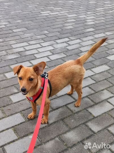 Маленькая собачка в дар