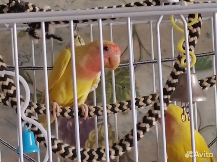 Попугай неразлучник