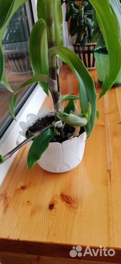 Растение золотой ус