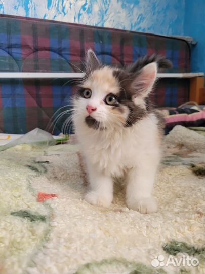 Котенок девочка 1.5 месяца