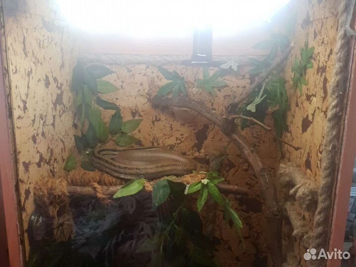 Террариум для рептилий