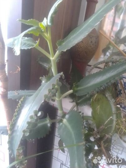 Аптека на подоконнике.Лекарственные растения