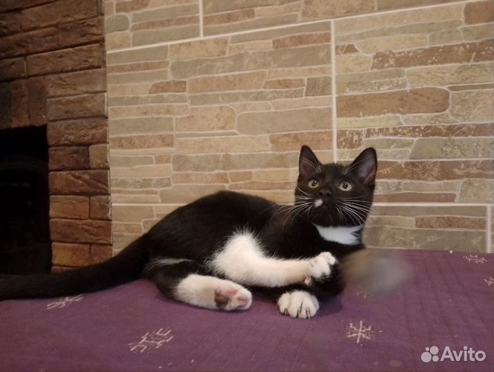 Котенок мальчик в добрые руки