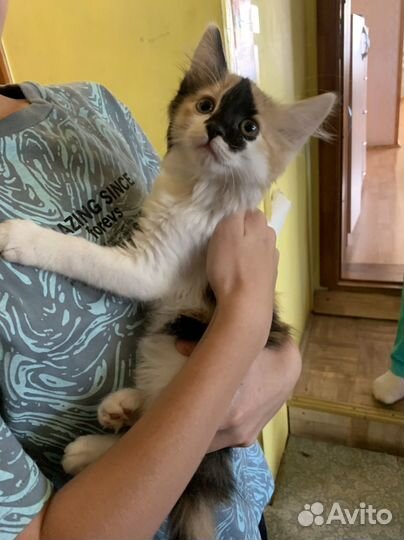 Котенок девочка в добрые руки