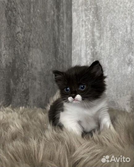 Сибирские котята