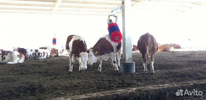 Автоматическая щётка-чесалка для крс