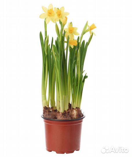 Нарциссы, гиацинты к 8 марта