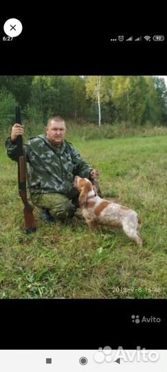 Русский охотничий спаниель