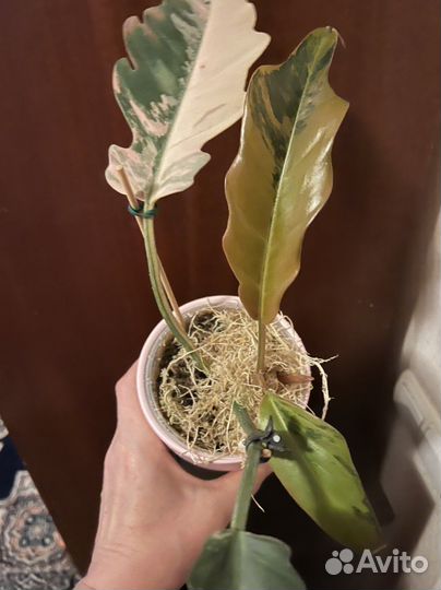 Филодендроны коллекционные