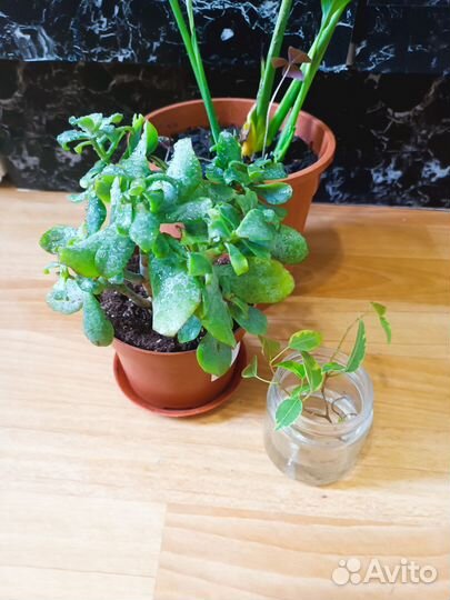 Спатифиллум