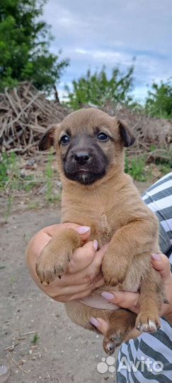 Щенки мальчики и девочки в добрые руки