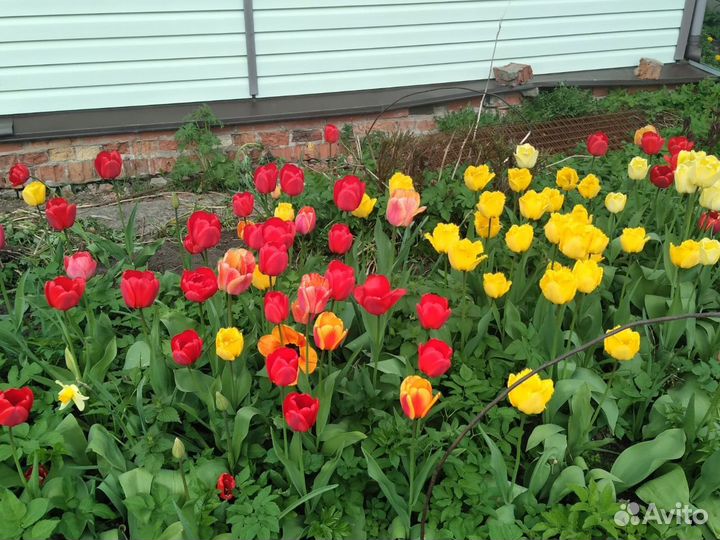 Садовые цветы