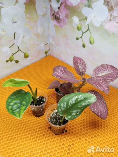 Комнатные растения