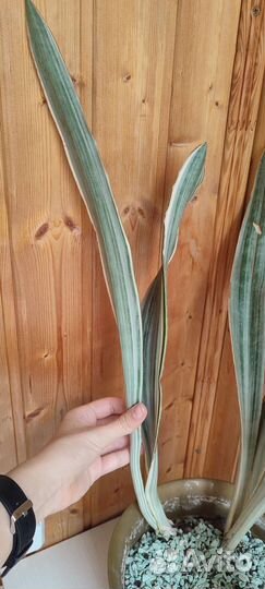 Сансивиерия металлика