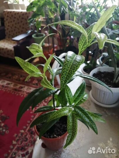 Псевдоэрантемум