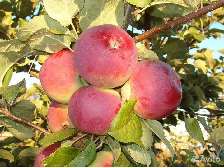 Яблоня Орлик (3 года)