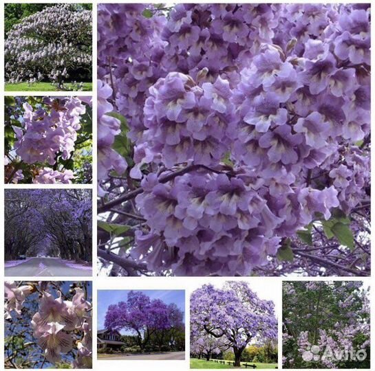 Гранат/пузыреплодник/бузина/павловния