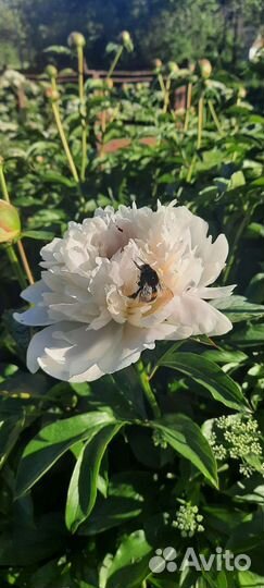 Пион Boule DE Neige