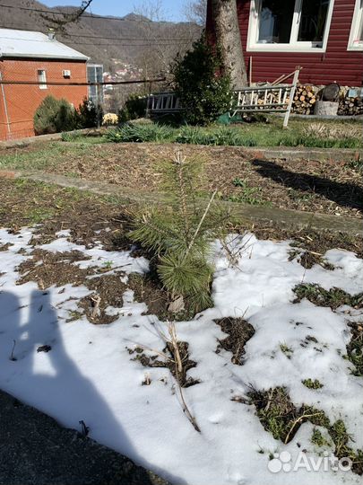 Саженец кедр гималайский