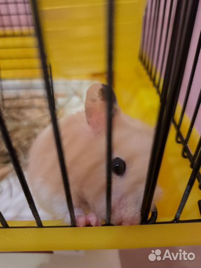 Сирийский хомяк с клеткой и всем приданым