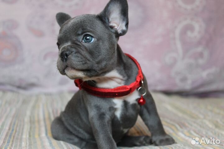 Твоя голубая мечта