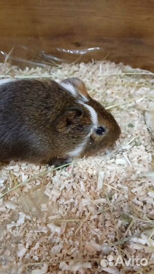 Морская свинки породистые