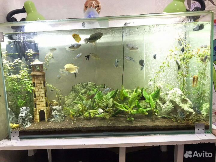 Аквариумы готовые запущенные