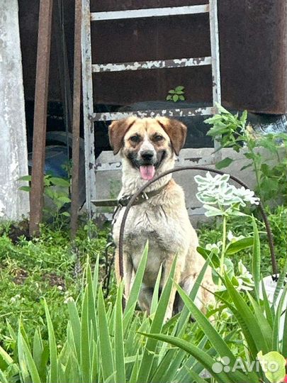 Собака в добрые руки отдам бесплатно