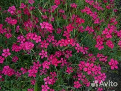 Растения для сада