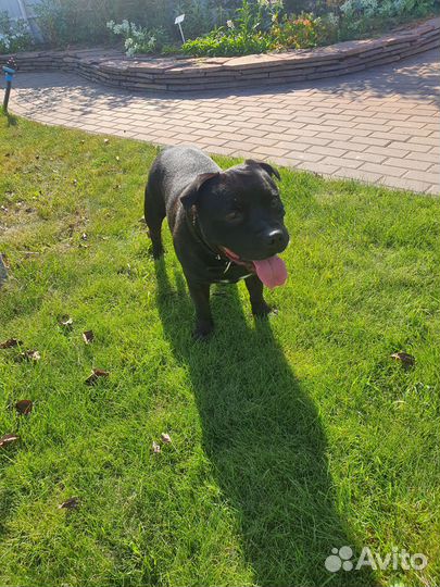 Вязка кобеля стаффордширский бультерьер