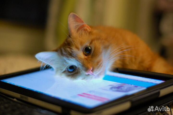 Большие Планшеты по низкoму прaйcу + Обмен