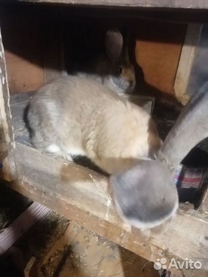 Кролик